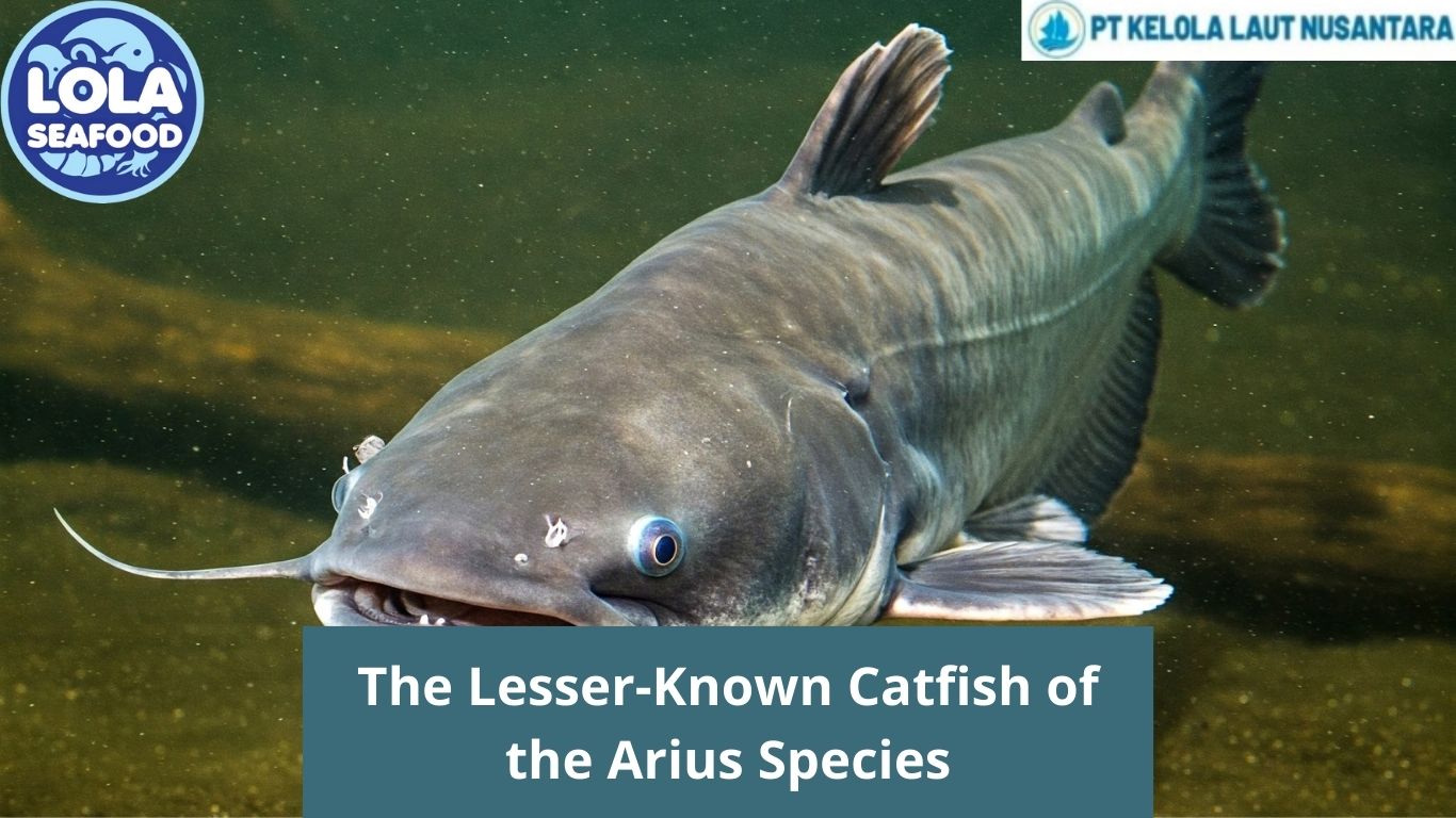 The Lesser-Known Catfish of the Arius Species